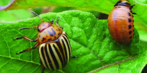 Gnojivo od kore pomorandže za sobno bilje, baštu i povrtnjak